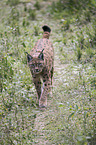 Carpathian Lynx