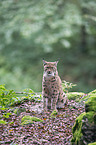 Carpathian Lynx