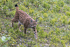 Carpathian Lynx