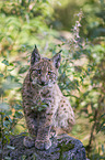 Carpathian Lynx