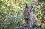 Carpathian Lynx