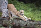 Carpathian Lynx