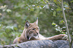 Carpathian Lynx