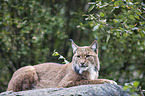 Carpathian Lynx