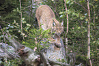 Carpathian Lynx