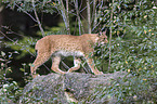 Carpathian Lynx