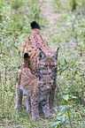 Carpathian Lynxes