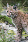 Carpathian Lynx