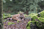 Carpathian Lynx