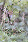 Carpathian Lynx