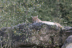 Carpathian Lynx