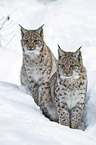 Carpathian Lynxes