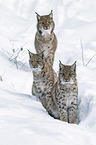 Carpathian Lynxes