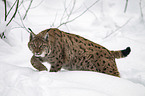 Carpathian Lynx