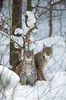 Carpathian Lynxes