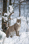 Carpathian Lynx