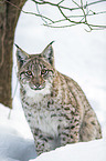 Carpathian Lynx