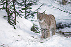 Carpathian Lynx