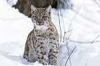 Carpathian Lynx