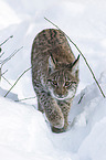 Carpathian Lynx