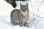 Carpathian Lynx