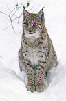 Carpathian Lynx