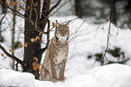 Carpathian Lynx