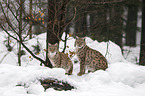 Carpathian Lynxes