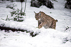 Carpathian Lynx