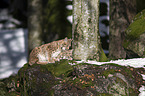 Carpathian Lynxes