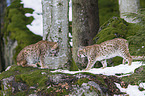 Carpathian Lynxes