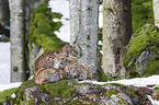 Carpathian Lynxes