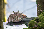 Carpathian Lynx