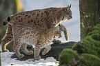 Carpathian Lynxes