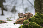 Carpathian Lynxes