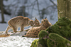 Carpathian Lynxes