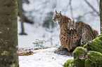 Carpathian Lynxes