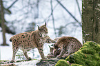 Carpathian Lynxes