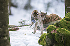 Carpathian Lynxes