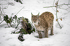 Carpathian Lynx