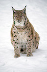 Carpathian Lynx