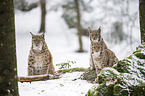 Carpathian Lynxes