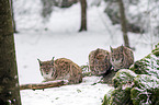 Carpathian Lynxes