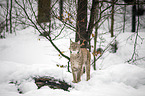 Carpathian Lynx