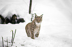Carpathian Lynx