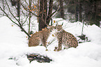 Carpathian Lynxes