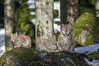 Carpathian Lynxes
