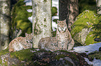 Carpathian Lynxes