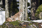 Carpathian Lynxes