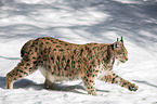 Carpathian Lynx